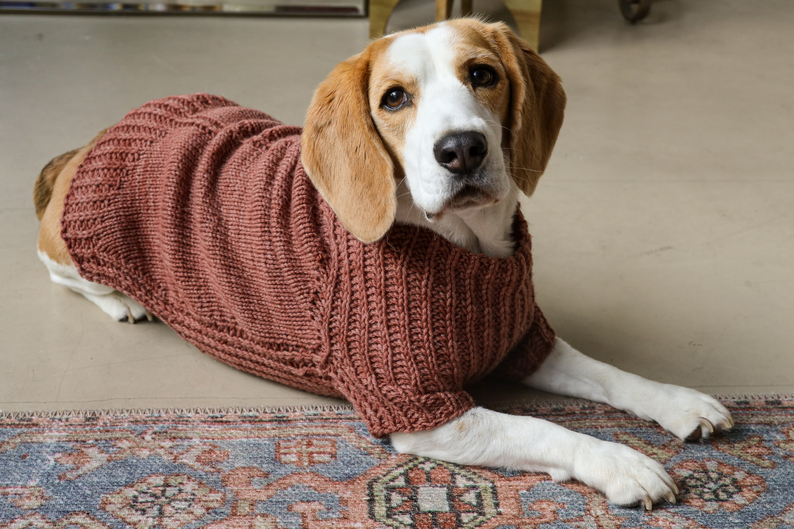 Do beagles need sweaters best sale